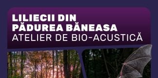 Tur ghidat de Halloween în Pădurea Băneasa, dedicat liliecilor. Evenimentul are loc pe 31 octombrie