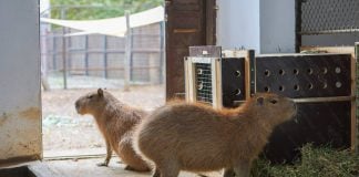 Patru pui de capibara și alte trei animale tinere, la Zoo București. Cei mai mici locatari pot fi văzuți de vizitatori