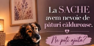 Sache Vet strânge pături pentru animalele internate și aflate în recuperare. Cum pot ajuta oamenii