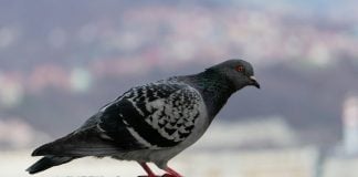 Incident în București: un administrator de firmă ar fi folosit un pistol cu bile împotriva porumbeilor A pigeon sitting on top of a cement block