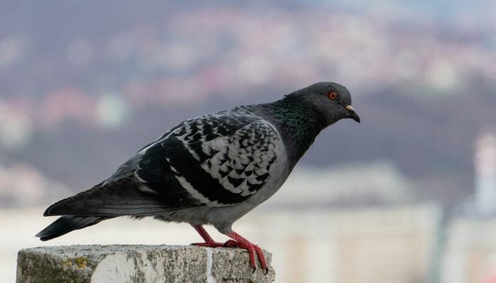 A pigeon sitting on top of a cement block